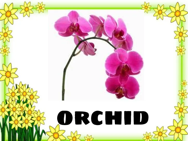 orchid