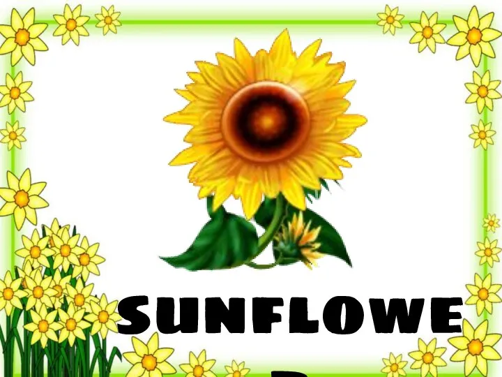 sunflower