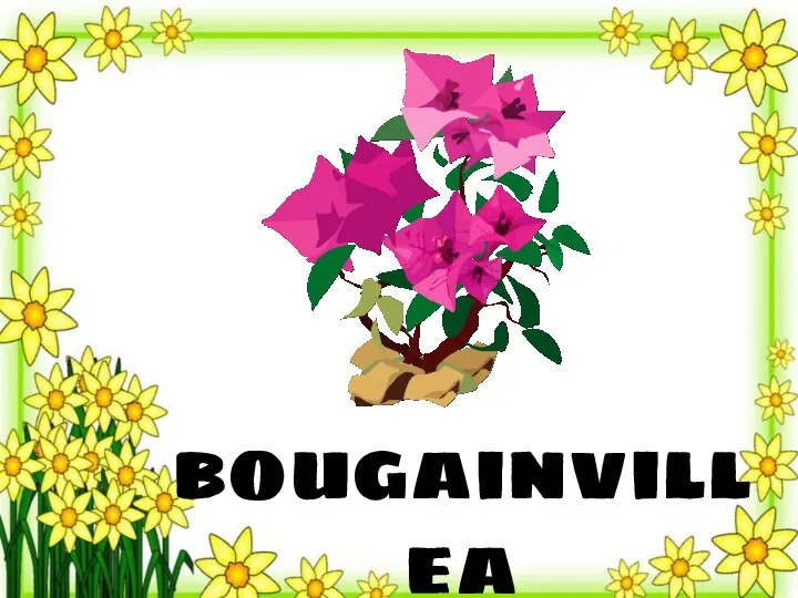 bougainvillea