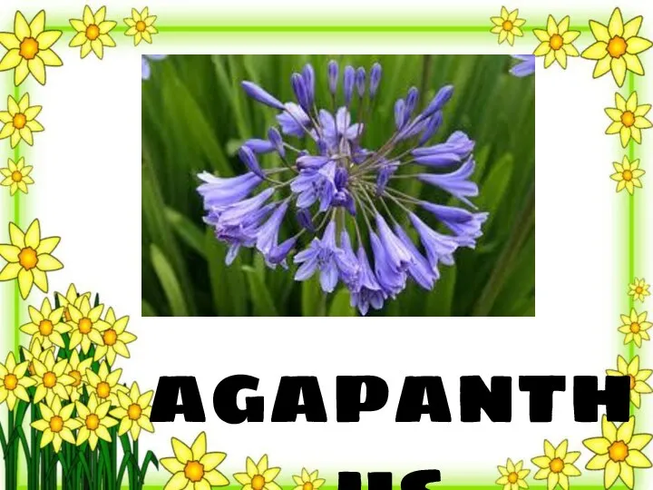 agapanthus