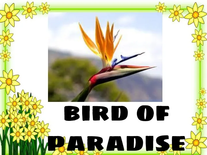 bird of paradise