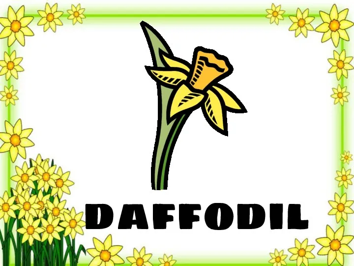 daffodil