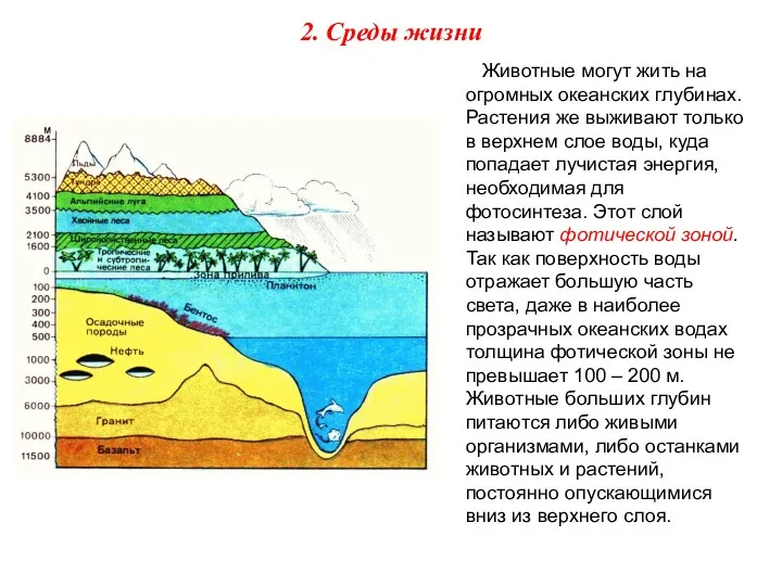 Животные могут жить на огромных океанских глубинах. Растения же выживают