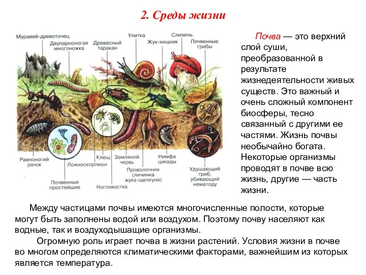 Почва — это верхний слой суши, преобразованной в результате жизнедеятельности