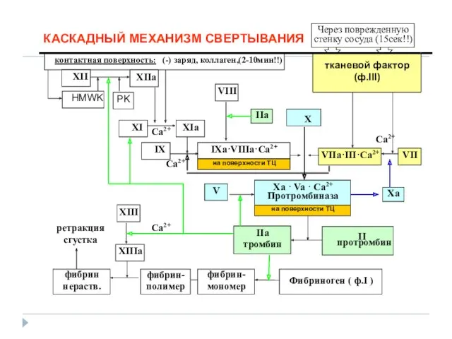 КАСКАДНЫЙ МЕХАНИЗМ СВЕРТЫВАНИЯ контактная поверхность: (-) заряд, коллаген,(2-10мин!!) тканевой фактор