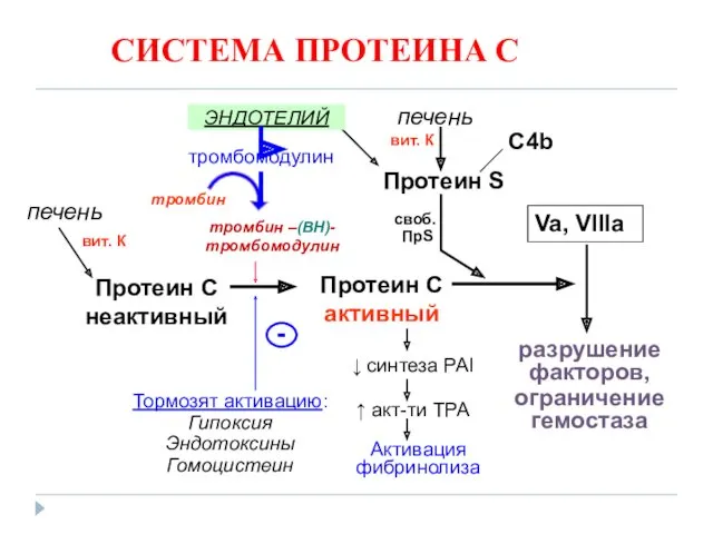 СИСТЕМА ПРОТЕИНА С Протеин С неактивный Va, VIIIa разрушение факторов,