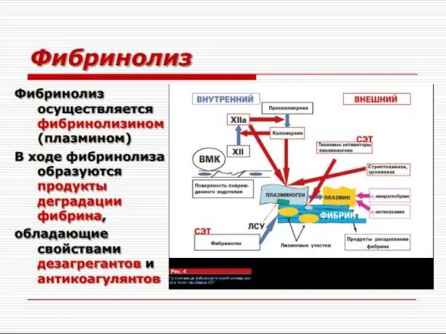 - СИСТЕМА ФИБРИНОЛИЗА Плазминоген tPA (на пов-ти сгустка) XIIa HMWK,