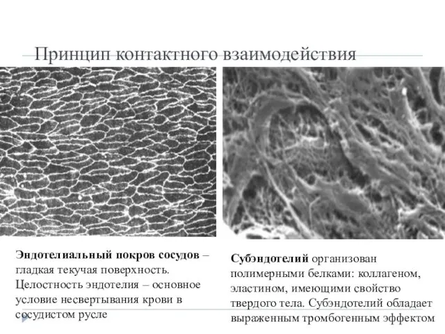 Принцип контактного взаимодействия Эндотелиальный покров сосудов – гладкая текучая поверхность.