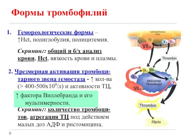 Формы тромбофилий Гемореологические формы – ↑Hct, полиглобулия, полицитемия. Скрининг: общий