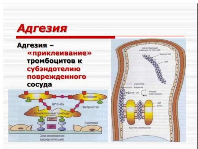 патофизиология патофизиология