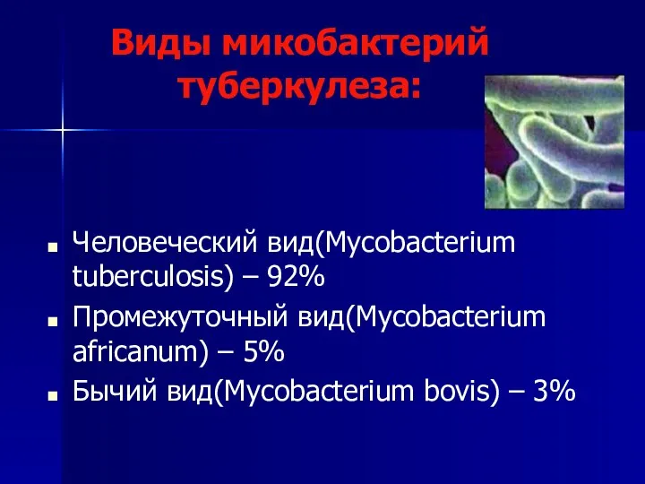 Виды микобактерий туберкулеза: Человеческий вид(Mycobacterium tuberculosis) – 92% Промежуточный вид(Mycobacterium