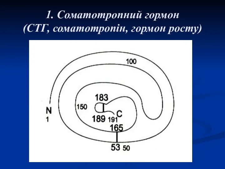 1. Соматотропний гормон (СТГ, соматотропін, гормон росту)