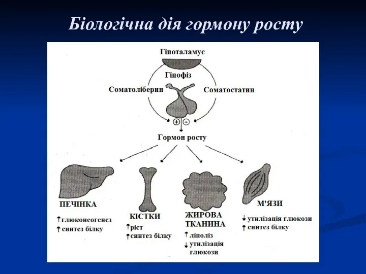 Біологічна дія гормону росту