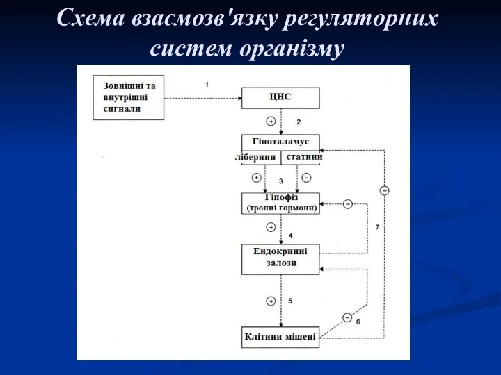 Схема взаємозв'язку регуляторних систем організму