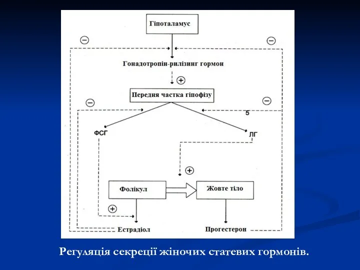 Регуляція секреції жіночих статевих гормонів.
