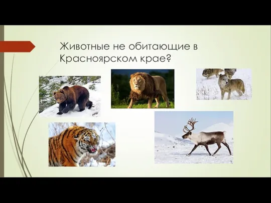 Животные не обитающие в Красноярском крае?