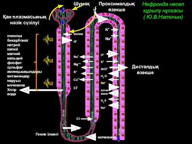 Нефронда несеп құрылу нұсқасы ( Ю.В.Наточин) Генле ілмегі Шумақ Проксималдық