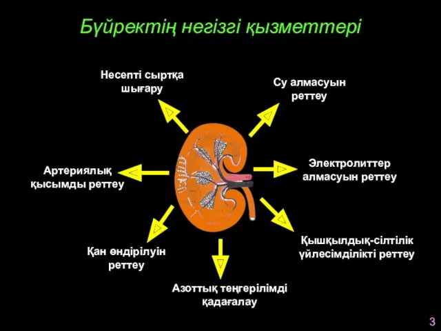 Бүйректің негізгі қызметтері Су алмасуын реттеу Электролиттер алмасуын реттеу Қышқылдық-сілтілік