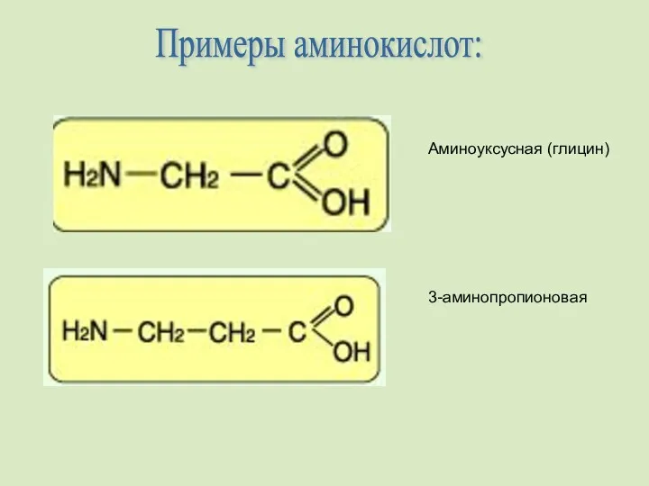 Примеры аминокислот: Аминоуксусная (глицин) 3-аминопропионовая