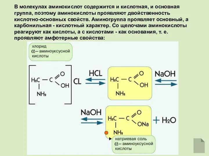 В молекулах аминокислот содержится и кислотная, и основная группа, поэтому