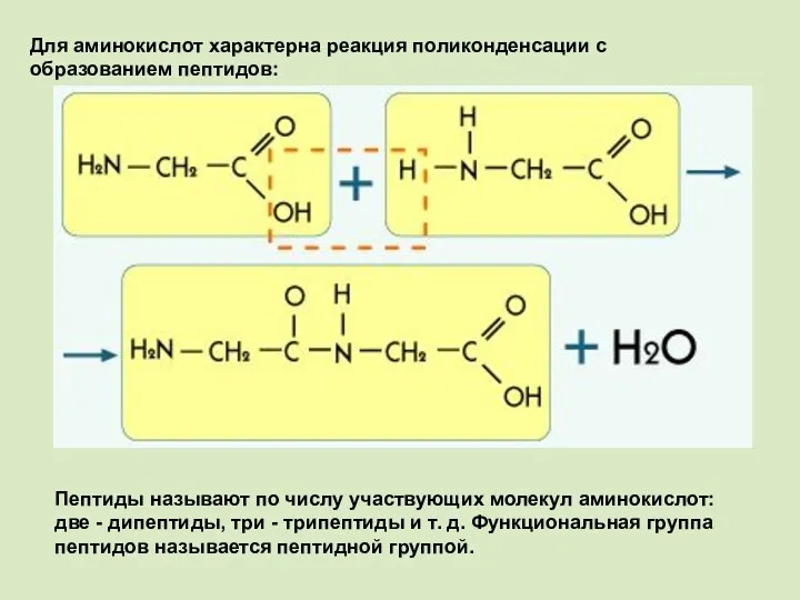 Для аминокислот характерна реакция поликонденсации с образованием пептидов: Пептиды называют