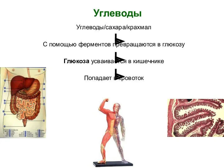 Углеводы Углеводы/сахара/крахмал С помощью ферментов превращаются в глюкозу Глюкоза усваивается в кишечнике Попадает в кровоток