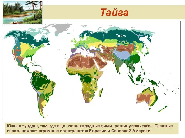 Тайга Тайга Тайга Южнее тундры, там, где еще очень холодные