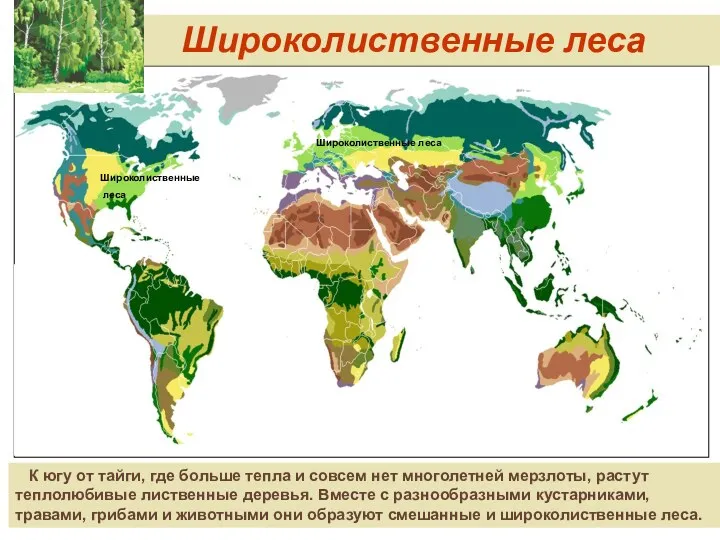 Широколиственные леса Широколиственные леса Широколиственные леса К югу от тайги,