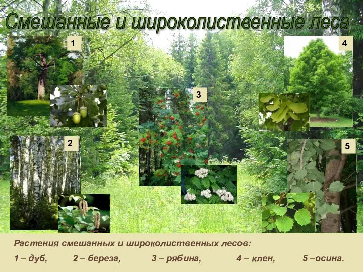 Смешанные и широколиственные леса Растения смешанных и широколиственных лесов: 1