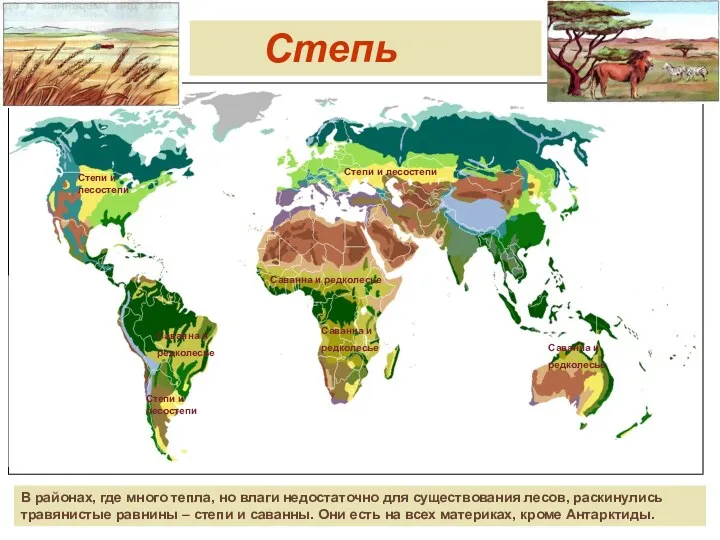 Степь В районах, где много тепла, но влаги недостаточно для