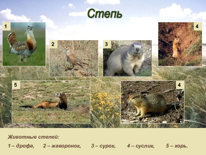 Степь Животные степей: 1 – дрофа, 2 – жаворонок, 3