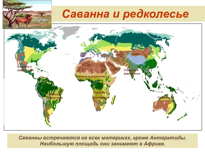 Саванна и редколесье Саванны встречаются на всех материках, кроме Антарктиды.