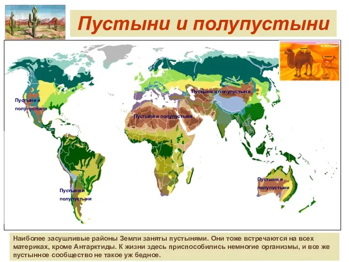 Пустыни и полупустыни Наиболее засушливые районы Земли заняты пустынями. Они