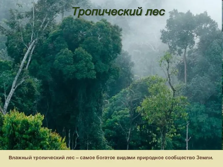 Тропический лес Влажный тропический лес – самое богатое видами природное сообщество Земли.