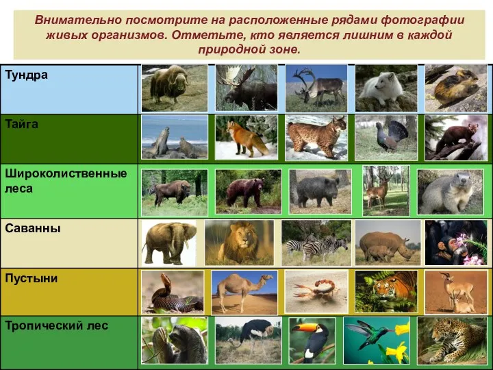 Внимательно посмотрите на расположенные рядами фотографии живых организмов. Отметьте, кто является лишним в каждой природной зоне.