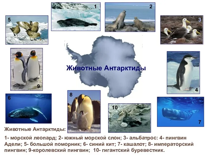 Животные Антарктиды: 1- морской леопард; 2- южный морской слон; 3-