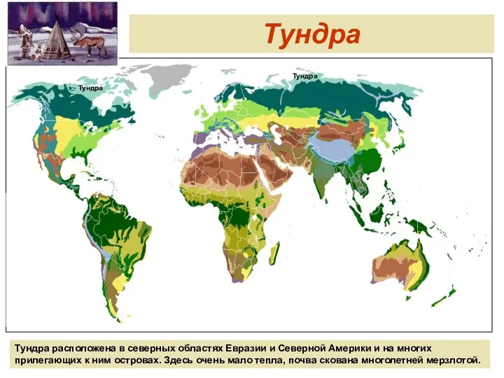 Тундра Тундра Тундра Тундра расположена в северных областях Евразии и