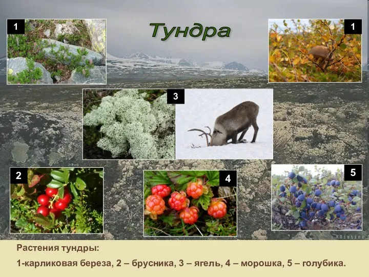 Тундра 1 Растения тундры: 1-карликовая береза, 2 – брусника, 3