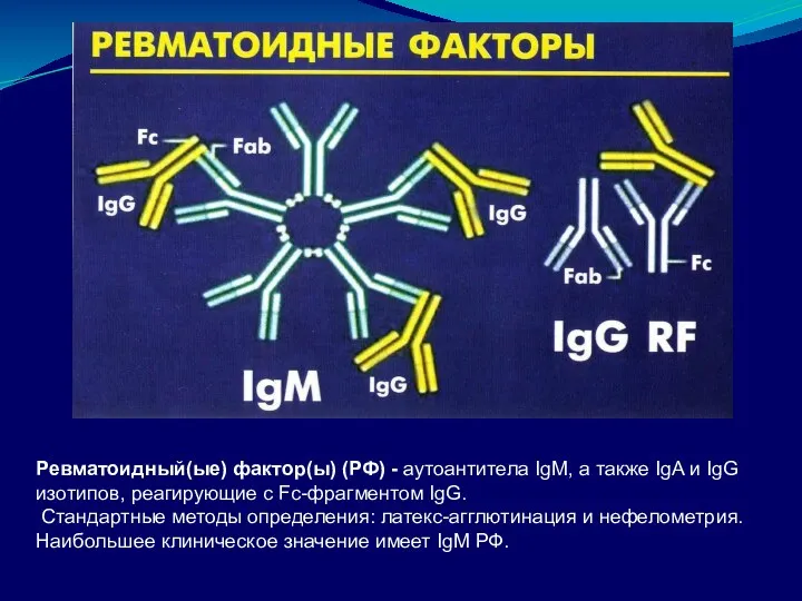 Ревматоидный(ые) фактор(ы) (РФ) - аутоантитела IgM, а также IgA и IgG изотипов, реагирующие