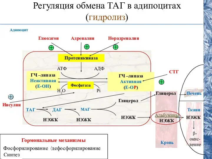 Регуляция обмена ТАГ в адипоцитах (гидролиз) Протеинкиназа ГЧ –липаза Неактивная