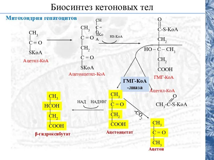 Митохондрия гепатоцитов Биосинтез кетоновых тел HS-KoA ГМГ-КоА -лиаза НАДHH+ НАД -СО2