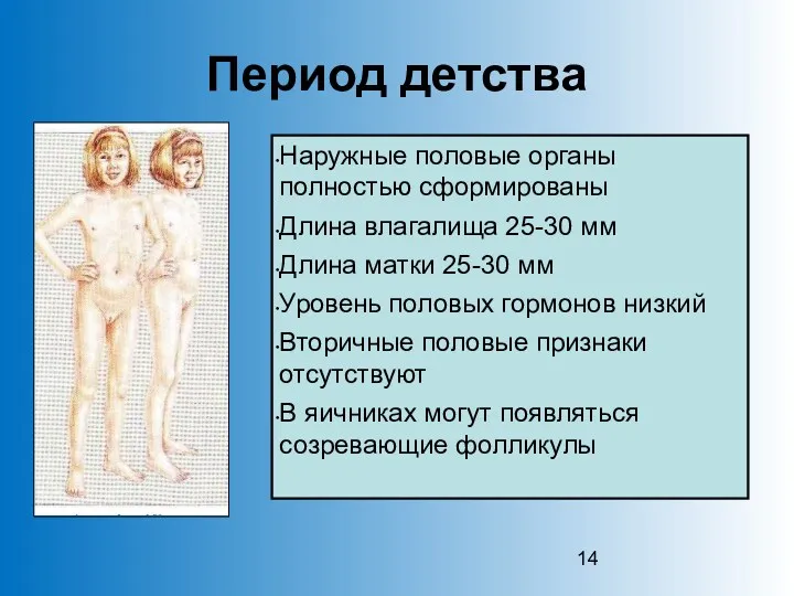 Период детства Наружные половые органы полностью сформированы Длина влагалища 25-30