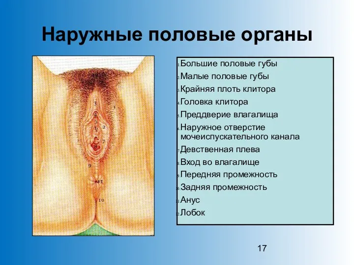Наружные половые органы Большие половые губы Малые половые губы Крайняя