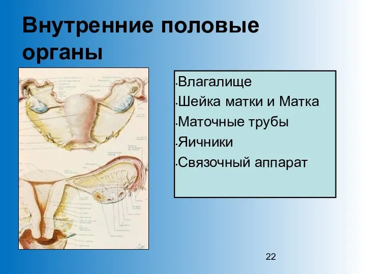 Внутренние половые органы Влагалище Шейка матки и Матка Маточные трубы Яичники Связочный аппарат