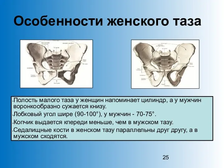 Особенности женского таза Полость малого таза у женщин напоминает цилиндр,