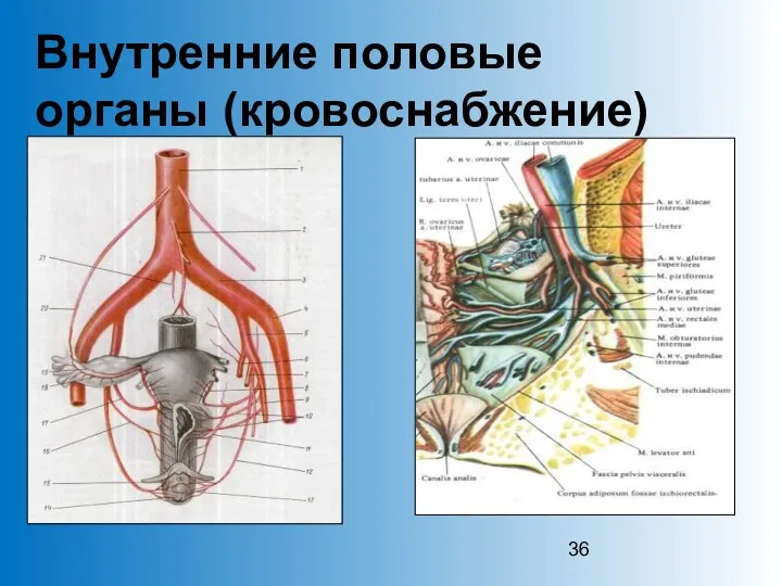 Внутренние половые органы (кровоснабжение)