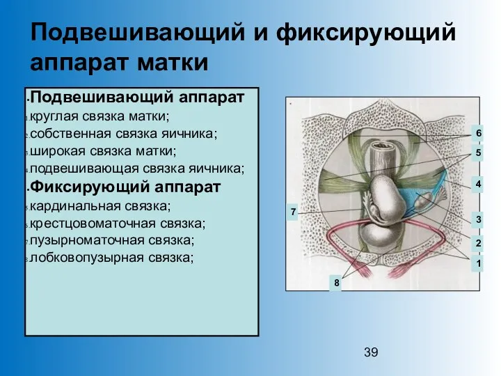 Подвешивающий и фиксирующий аппарат матки Подвешивающий аппарат круглая связка матки;