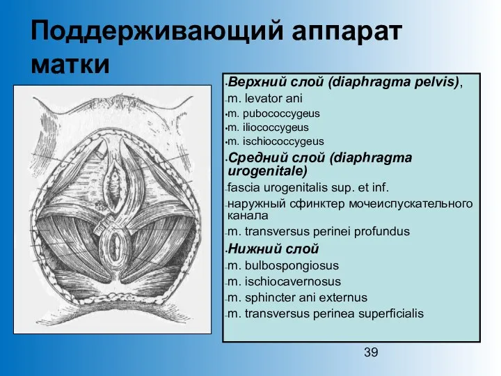 39 Поддерживающий аппарат матки Верхний слой (diaphragma pelvis), m. levator