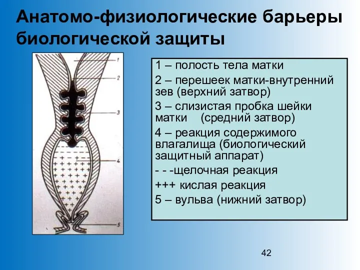 Анатомо-физиологические барьеры биологической защиты 1 – полость тела матки 2