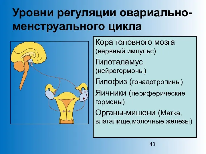 Уровни регуляции овариально-менструального цикла Кора головного мозга (нервный импульс) Гипоталамус